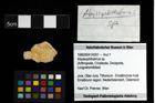 Foto (Objekt + Etiketten) von Abyssophthalmus sp. 